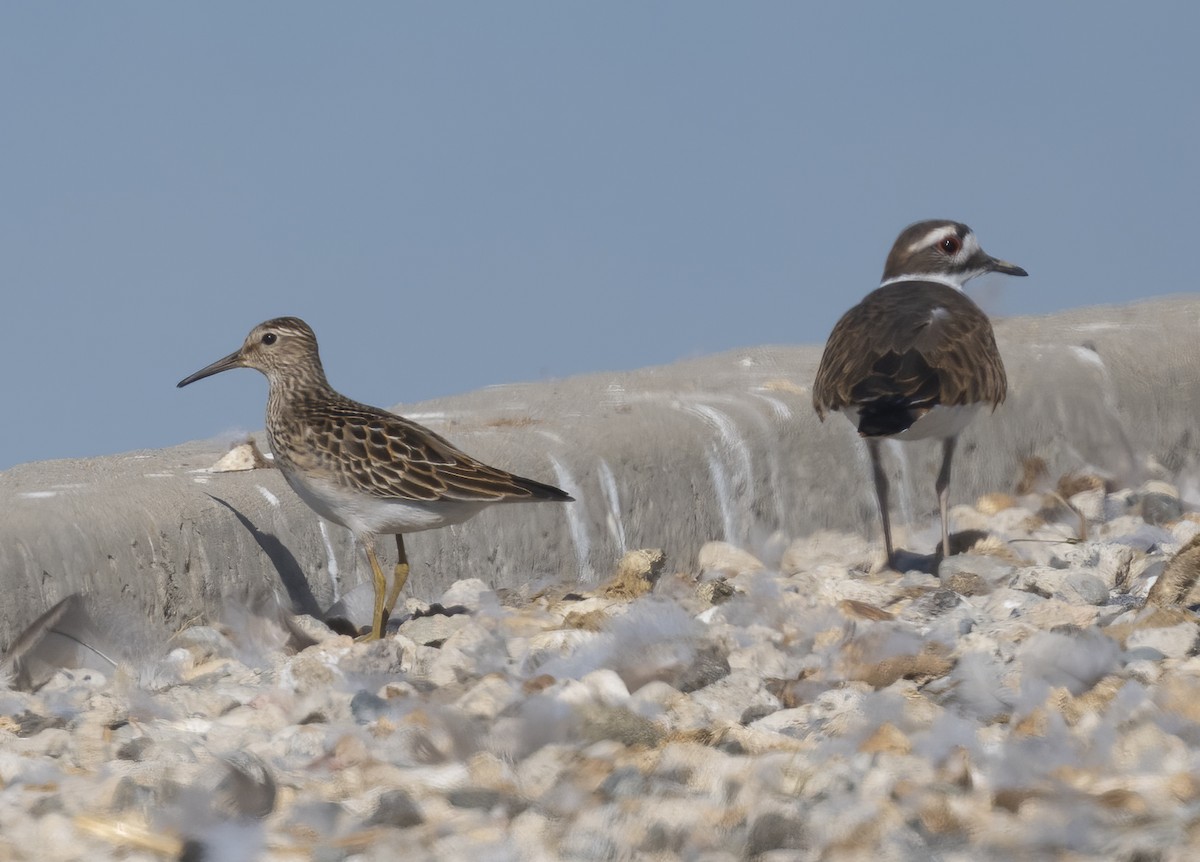 Graubrust-Strandläufer - ML642025752
