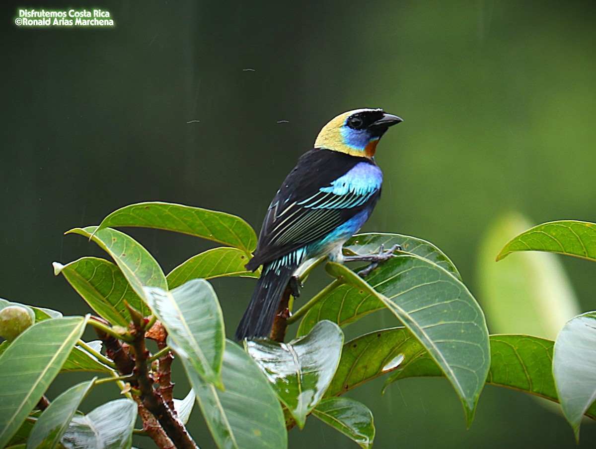 Golden-hooded Tanager - ML642025756
