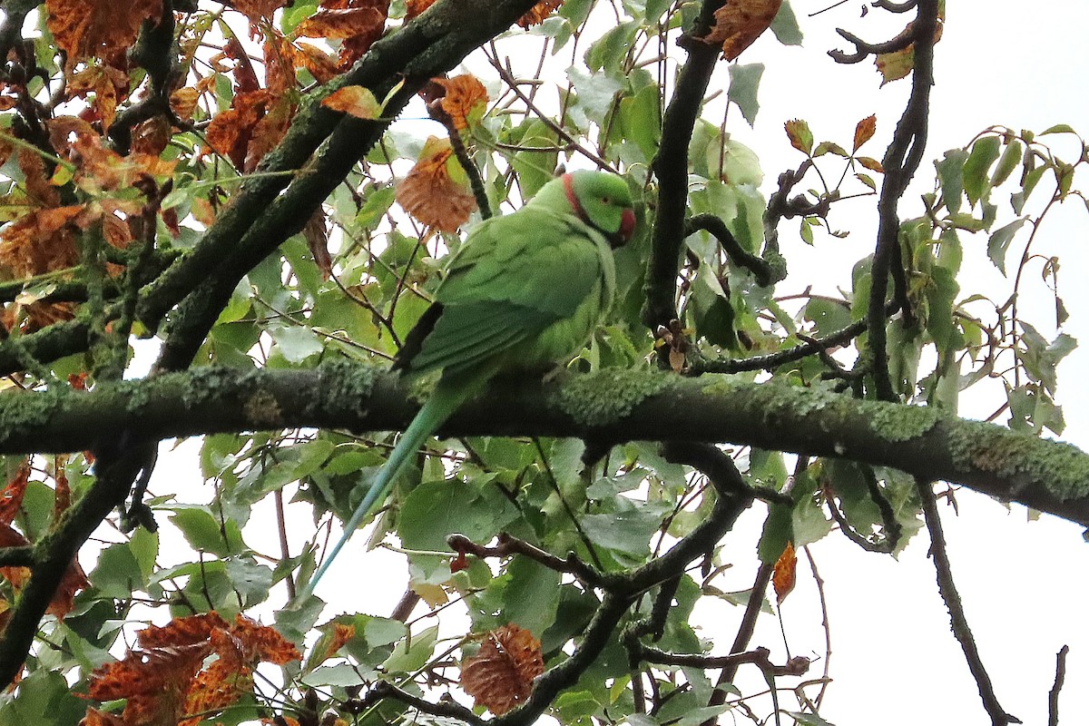 Rose-ringed Parakeet - ML642025757