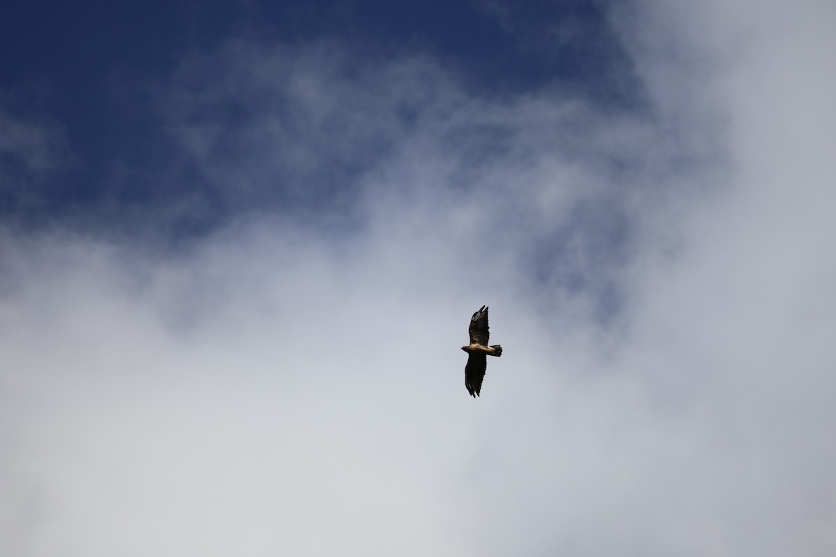 Buse variable - ML642025759