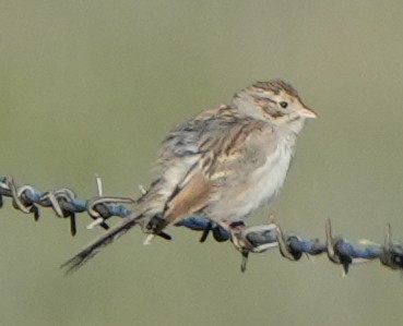 Clay-colored Sparrow - ML642025764