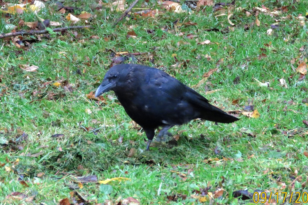 Carrion Crow - ML642025769