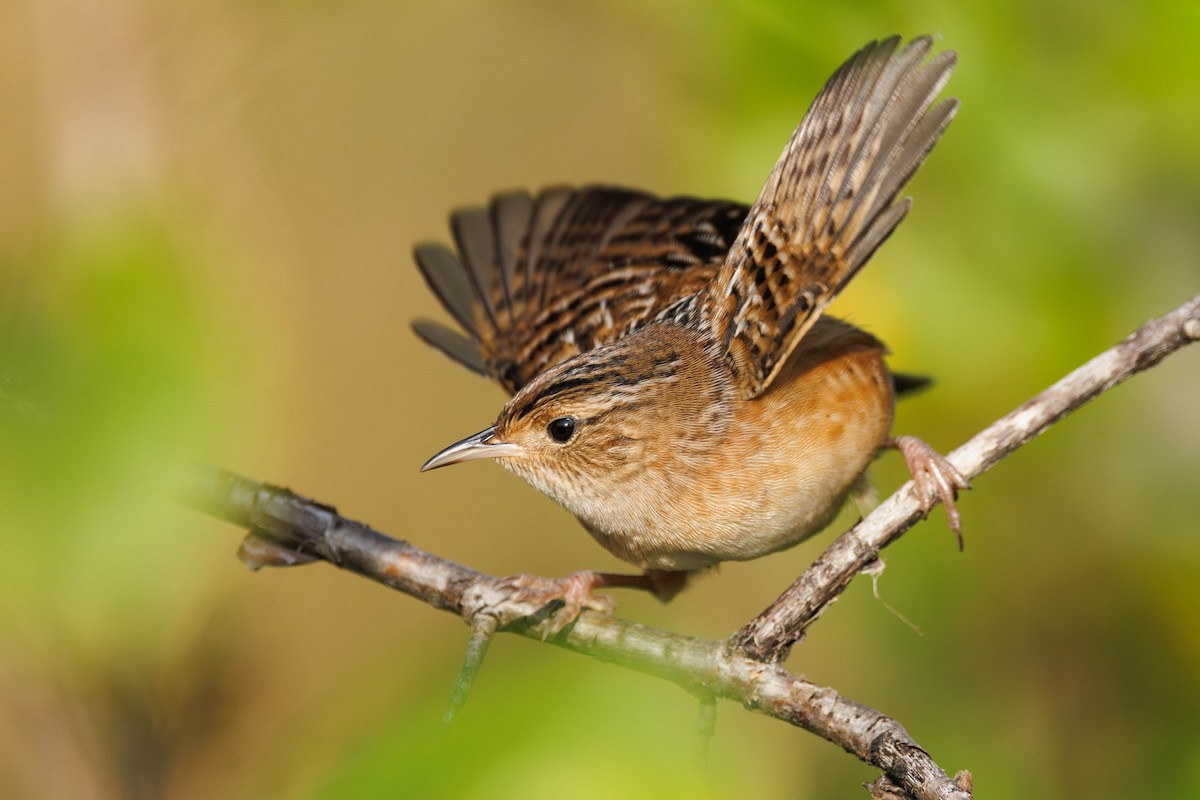 Sedge Wren - ML642025772