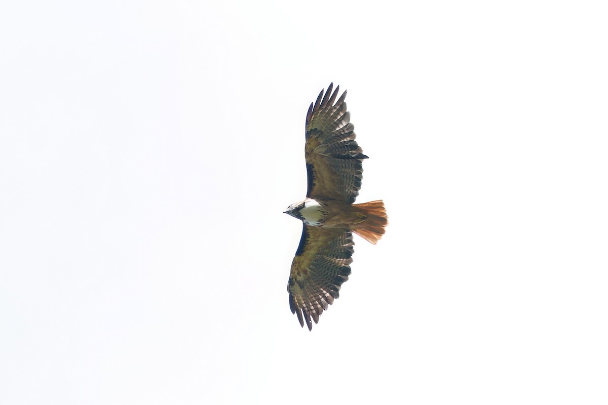 Red-tailed Hawk - ML642025779