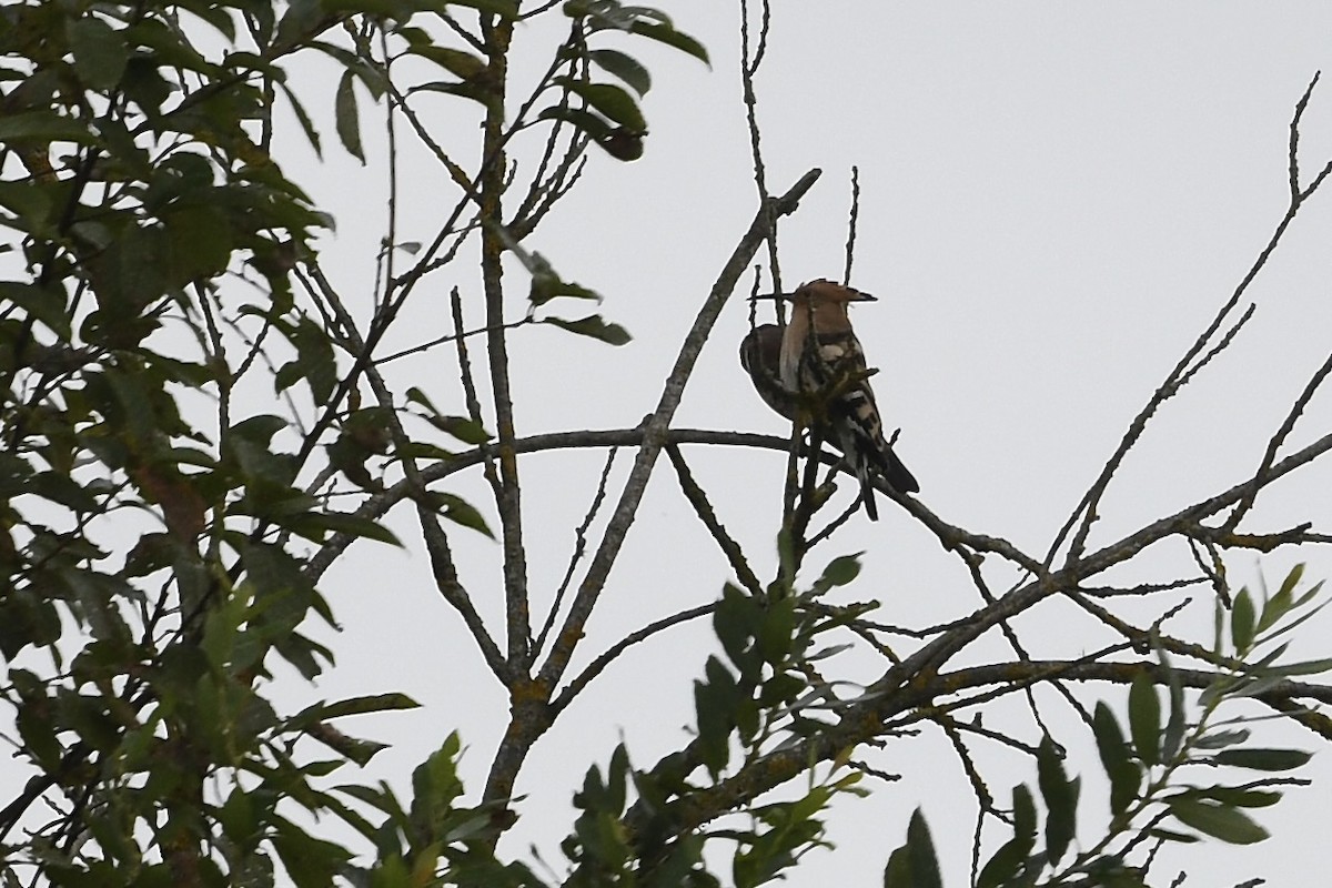 Abubilla Común - ML642025788