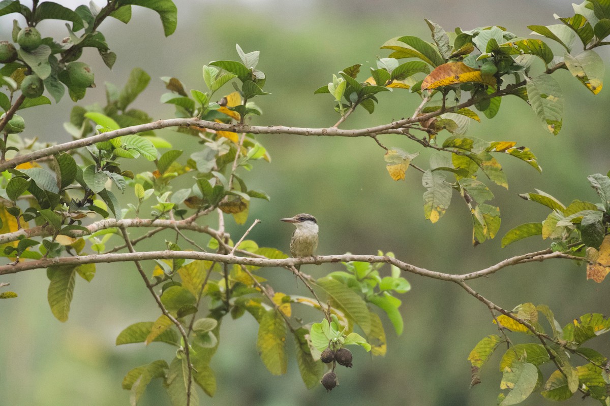 Striped Kingfisher - ML642025790