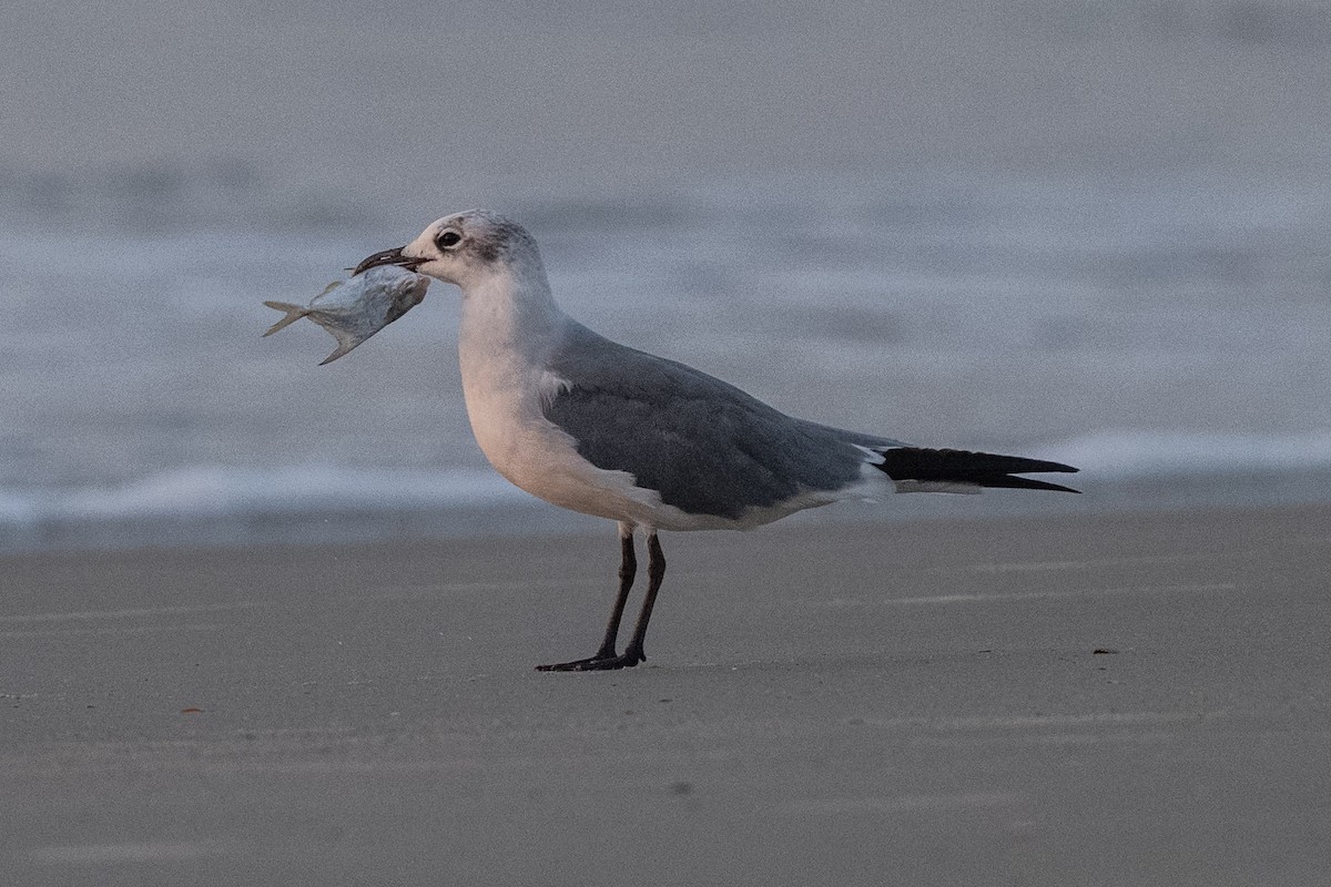 Gaviota Guanaguanare - ML642025792