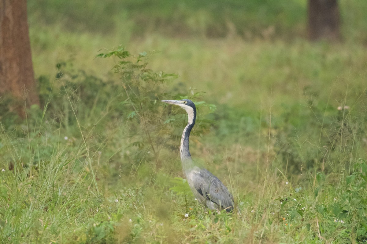 Black-headed Heron - ML642025796