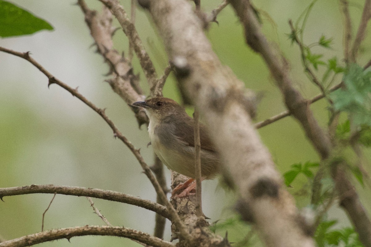 Trilling Cisticola - ML642025807