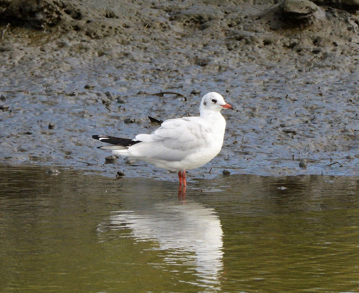 Gaviota Reidora - ML642025818