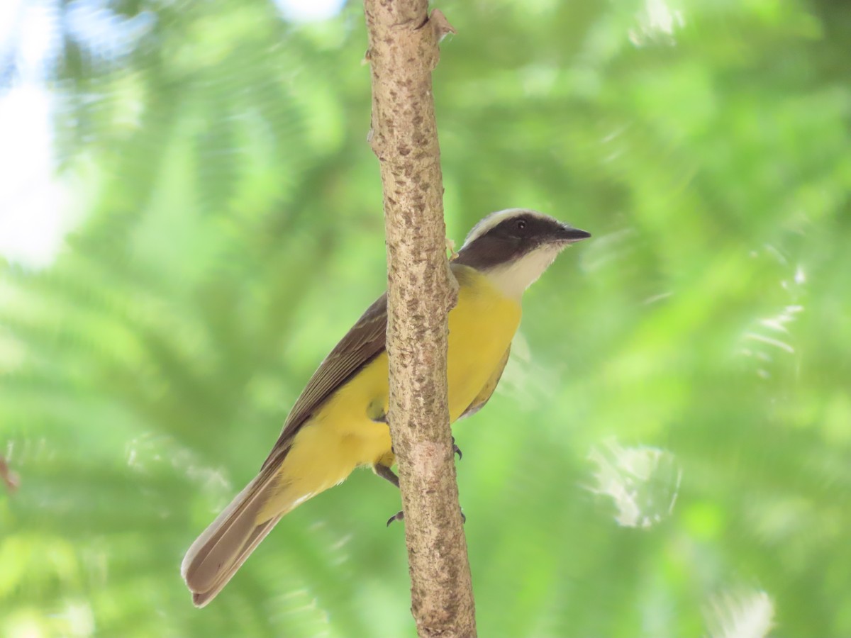 Social Flycatcher - ML642025819