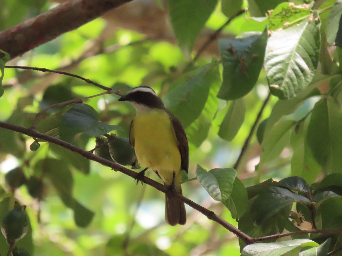 Social Flycatcher - ML642025820