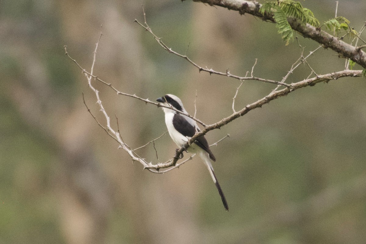 Gray-backed Fiscal - ML642025827