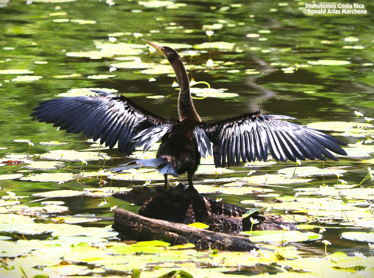 Anhinga - ML642025836