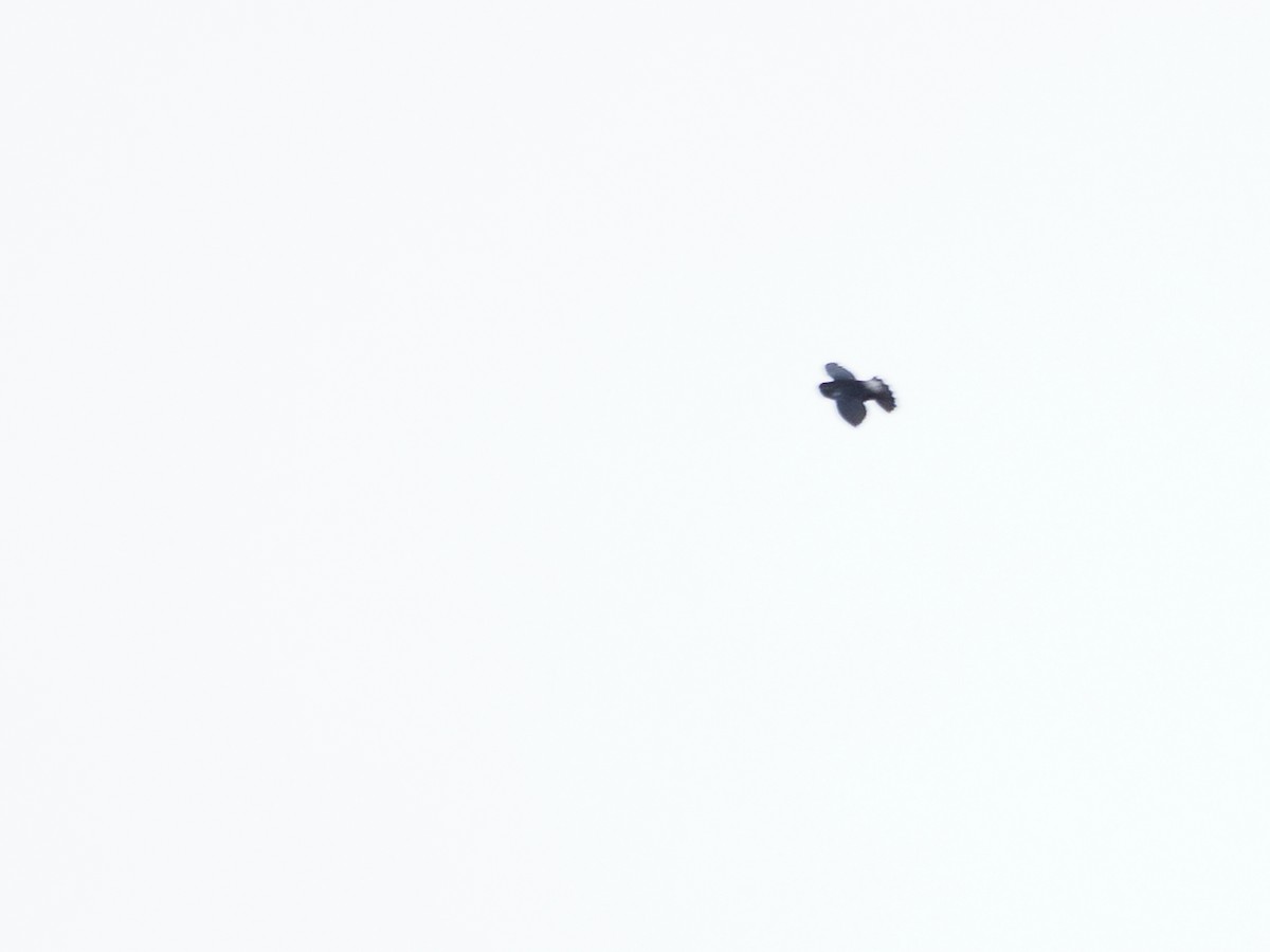 Band-rumped Swift - ML642025837