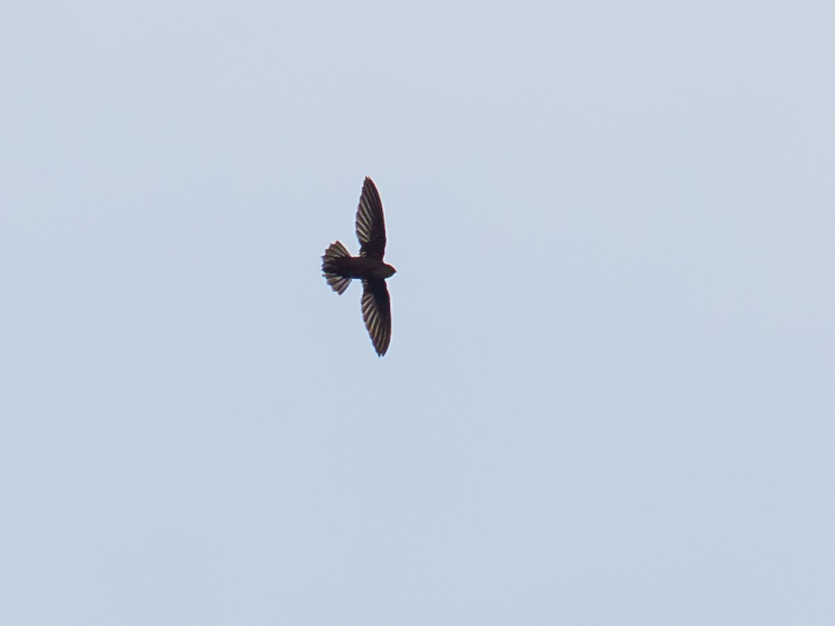 Band-rumped Swift - ML642025838