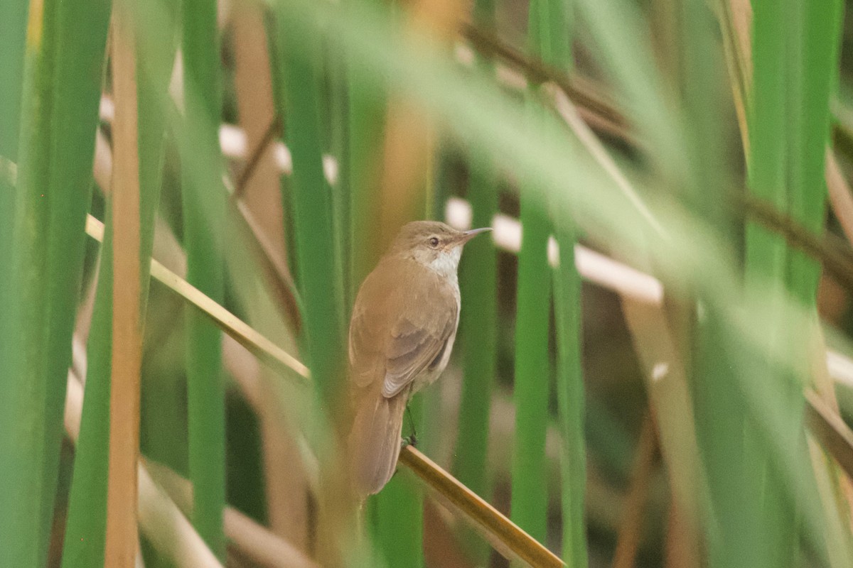 Lesser Swamp Warbler - ML642025839