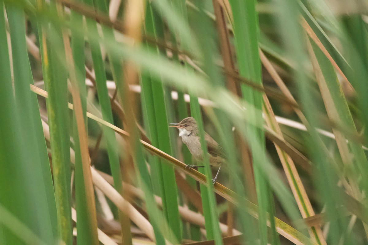 Lesser Swamp Warbler - ML642025840