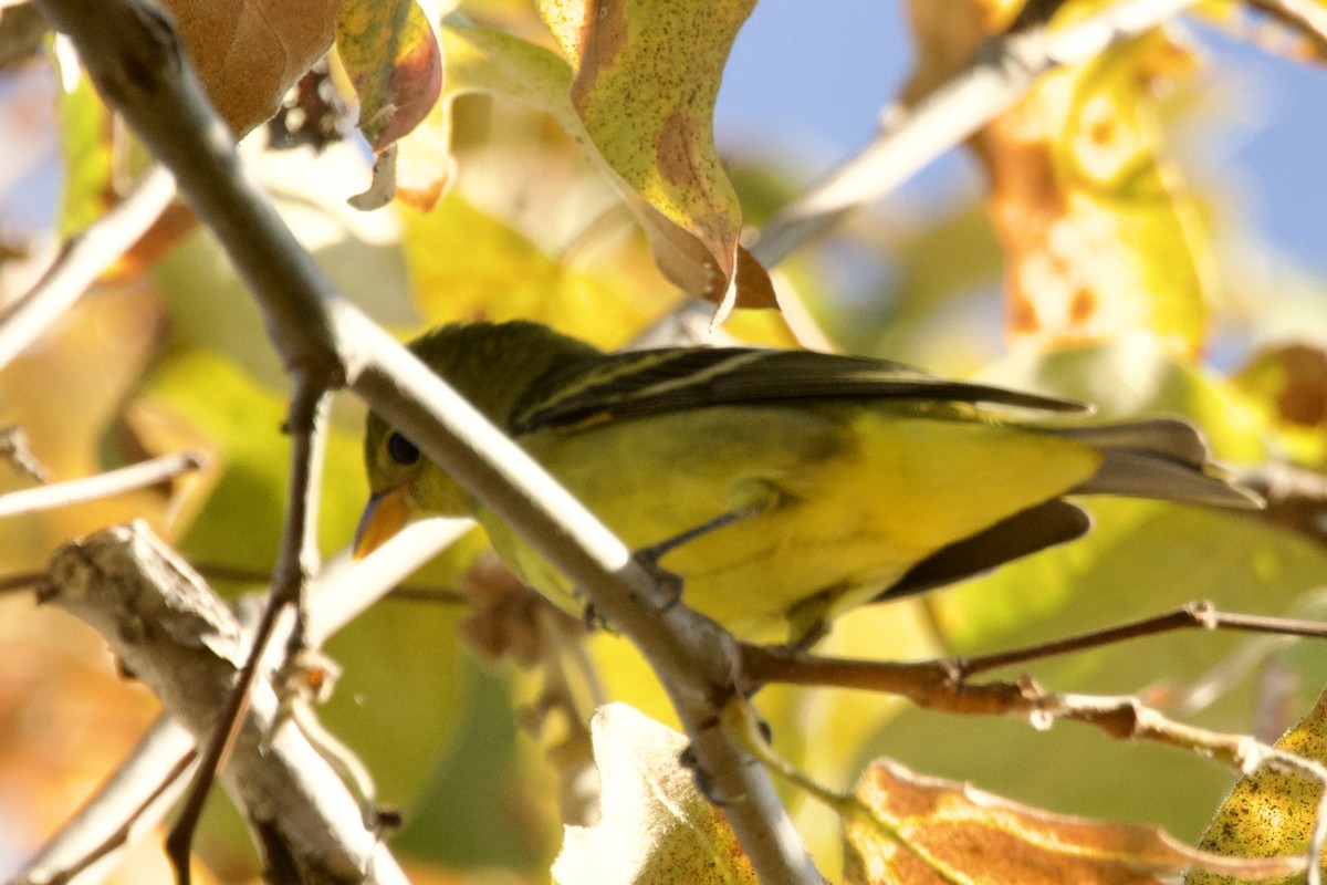 Western Tanager - ML642025843