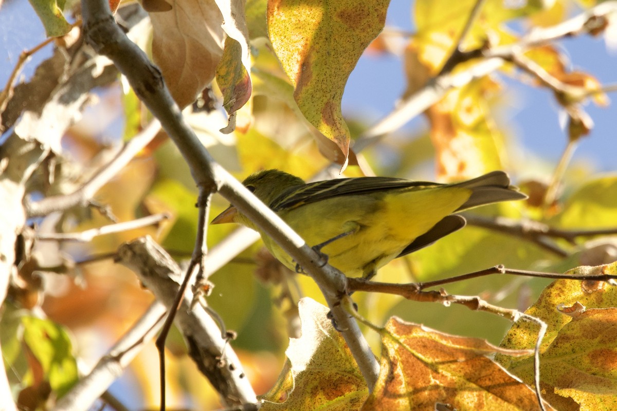 Western Tanager - ML642025844