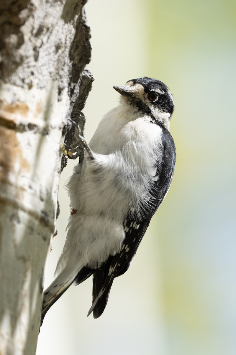 Downy Woodpecker - ML642025846