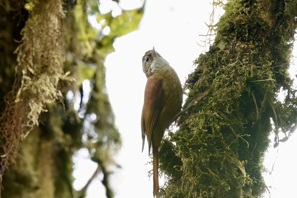 Ruddy Treerunner - ML642025847