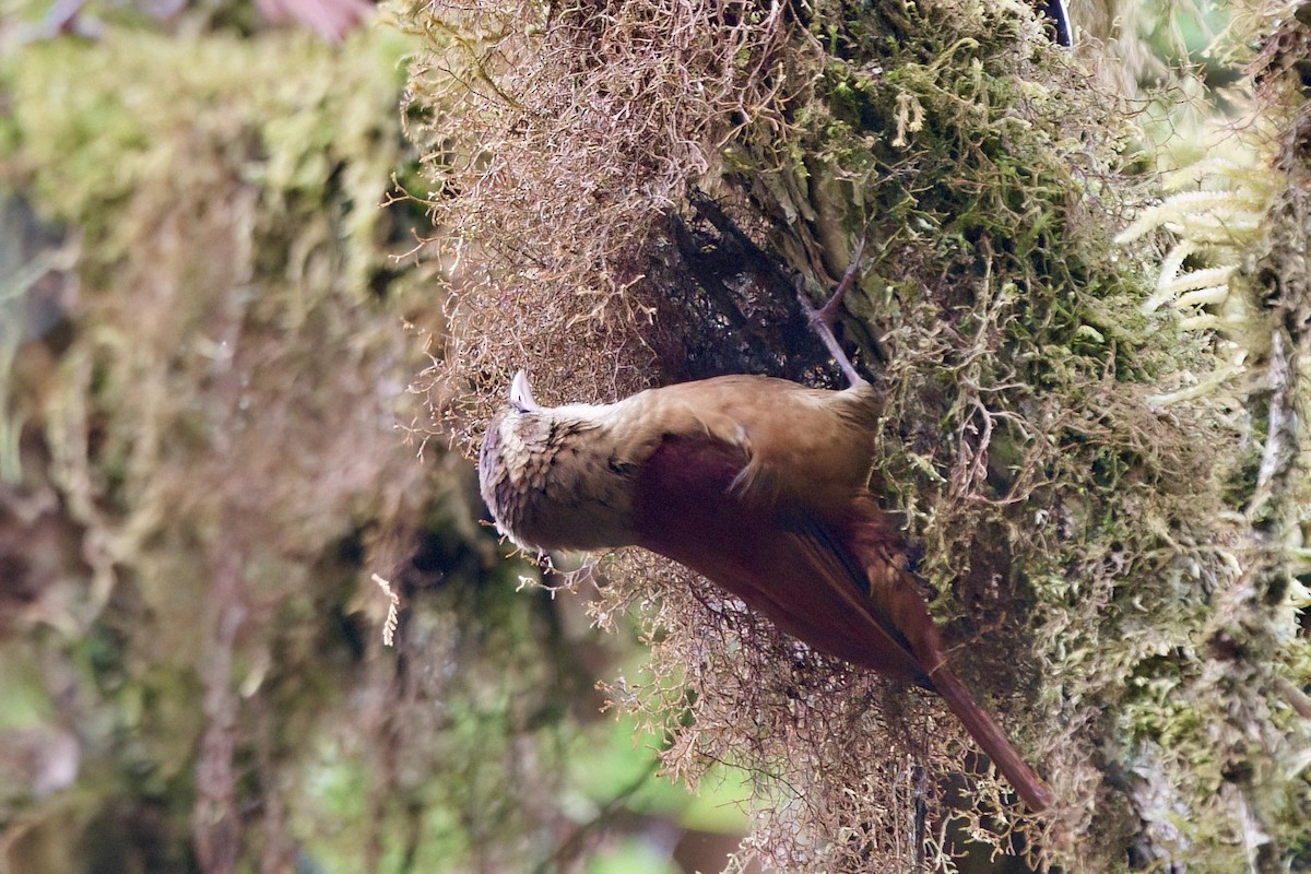 Ruddy Treerunner - ML642025848