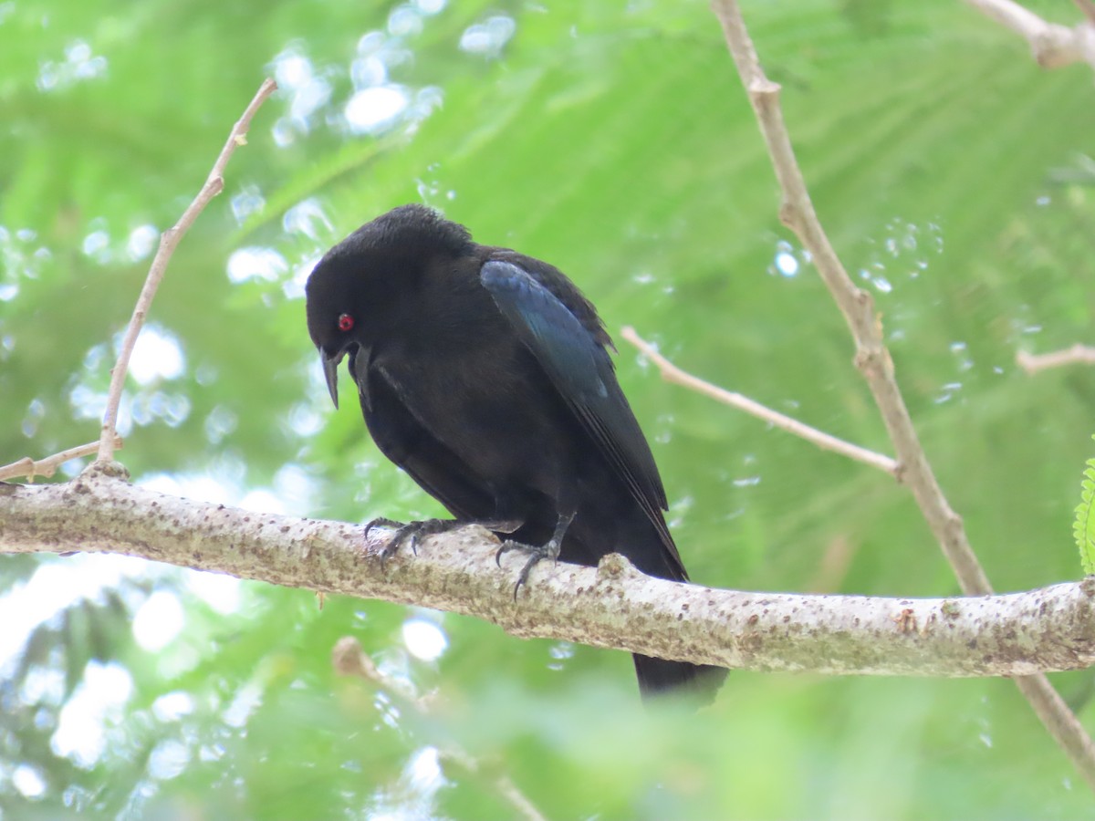 Bronzed Cowbird - ML642025850