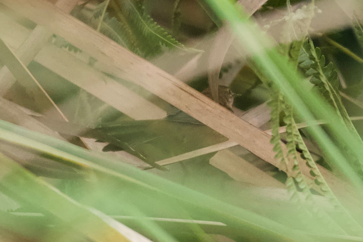 Highland Rush Warbler - ML642025853