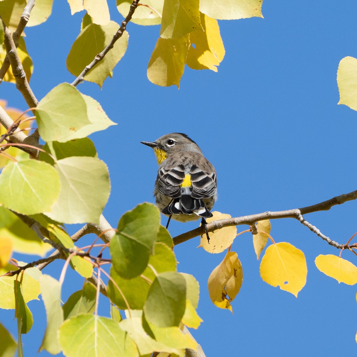 Yellow-rumped Warbler - ML642025860