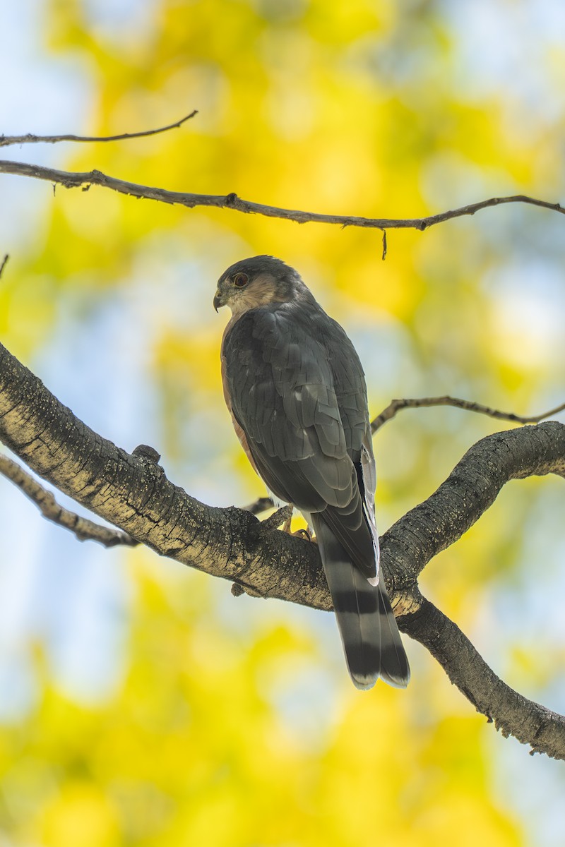 Sharp-shinned Hawk - ML642025864