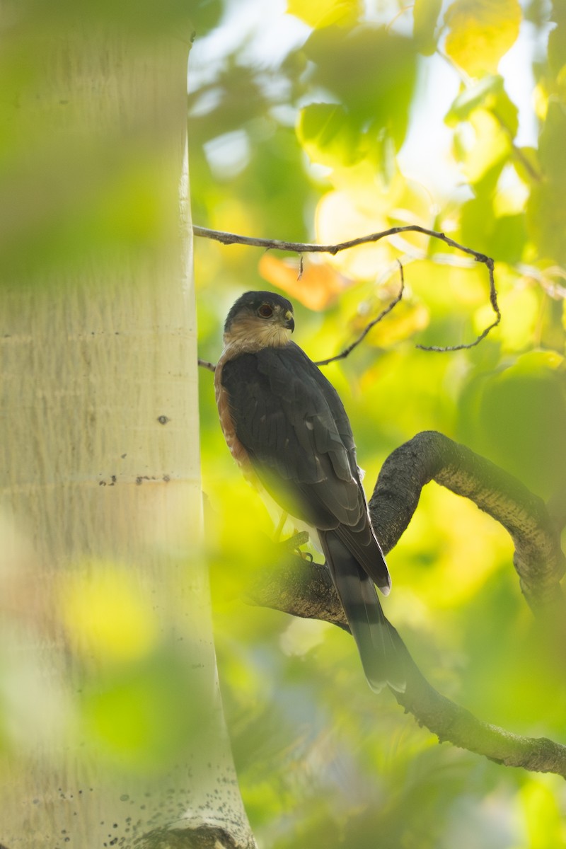 Sharp-shinned Hawk - ML642025865