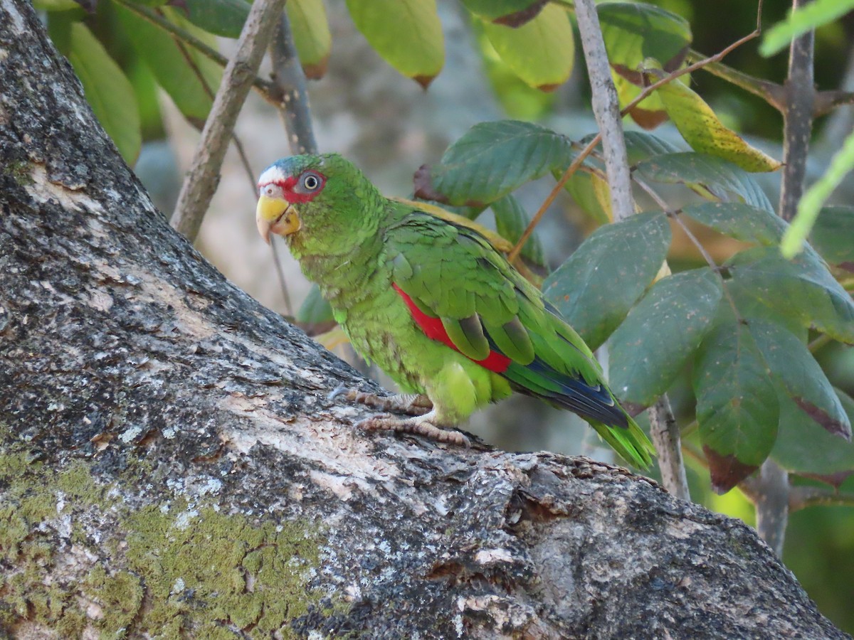 White-fronted Amazon - ML642025866