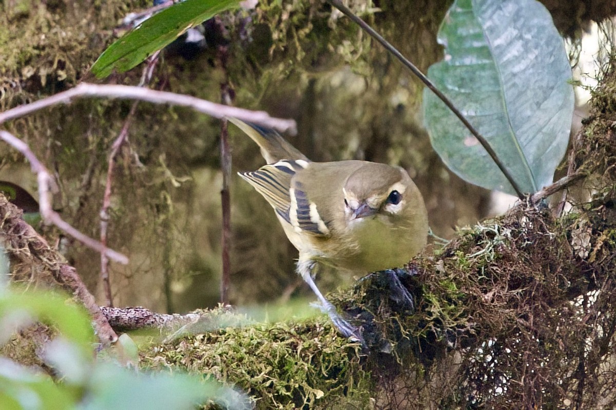 Yellow-winged Vireo - ML642025867