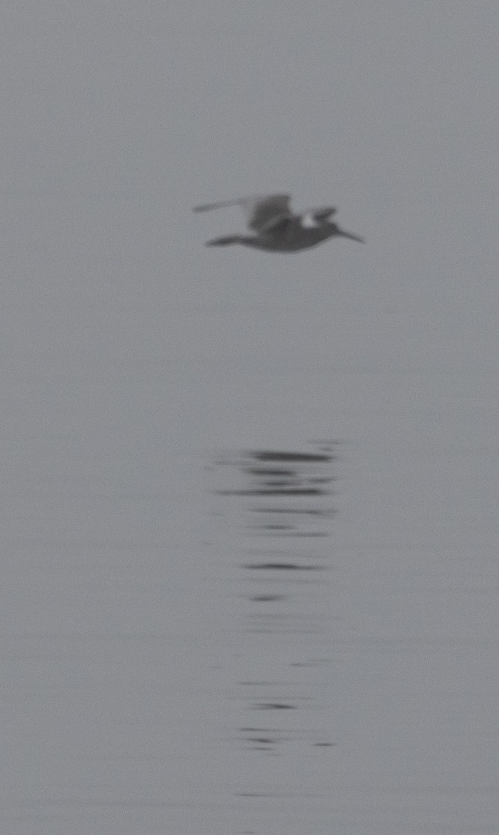 Willet - ML642025870