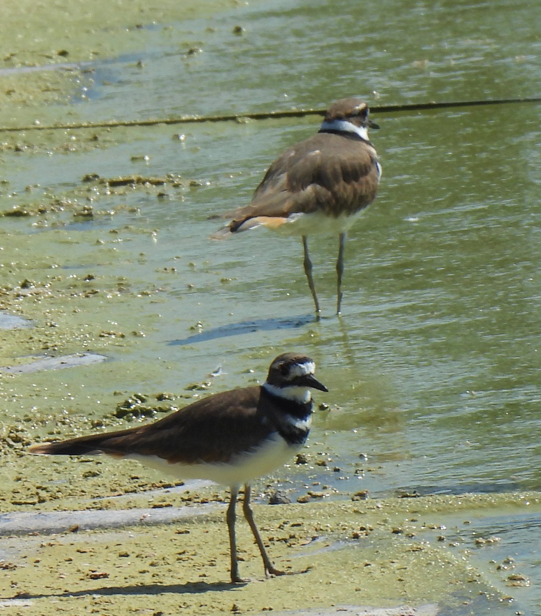 Killdeer - ML642025873