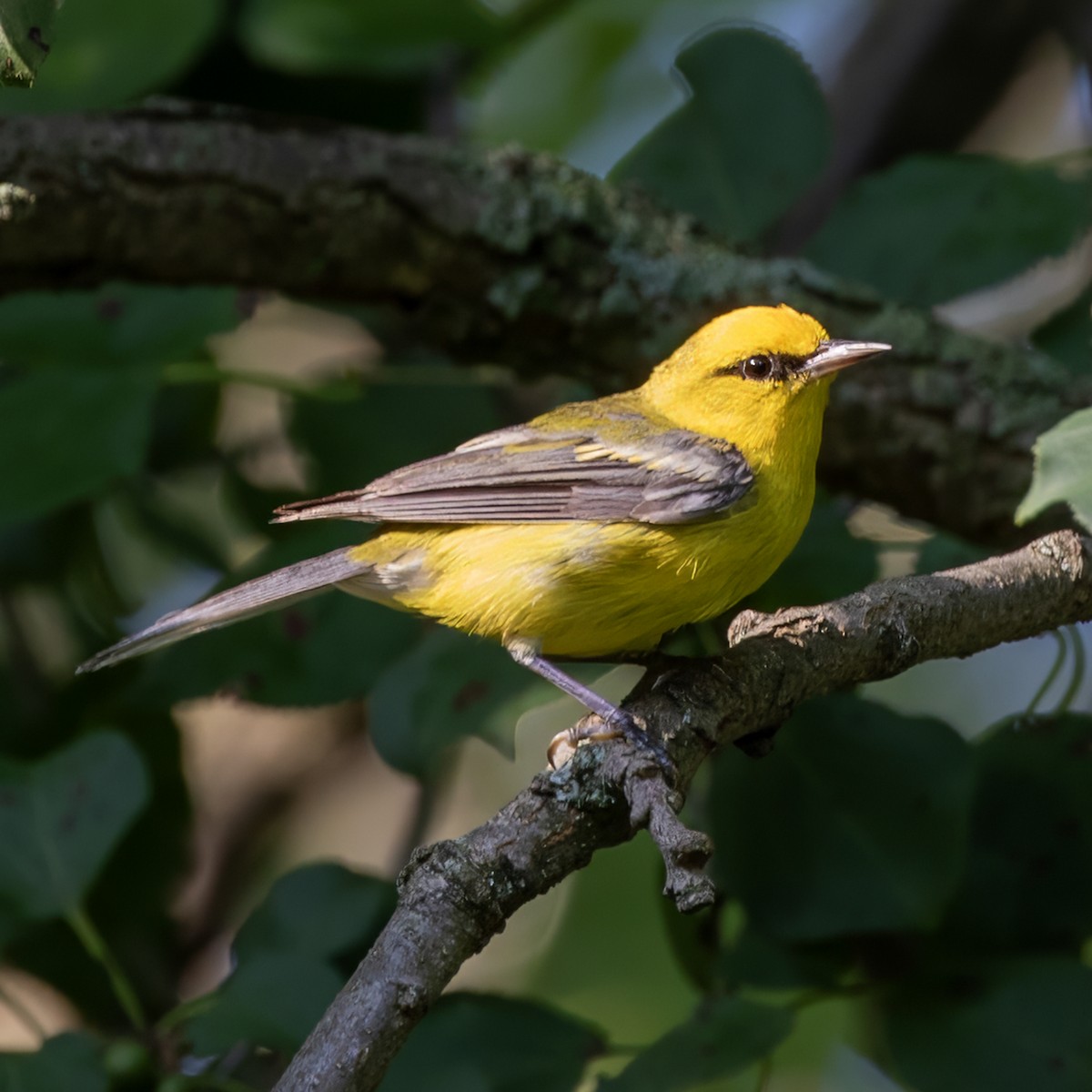 Blue-winged Warbler - ML642025874