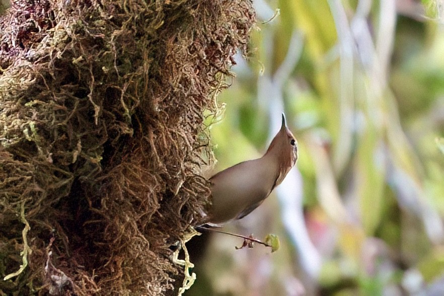 Ochraceous Wren - ML642025876