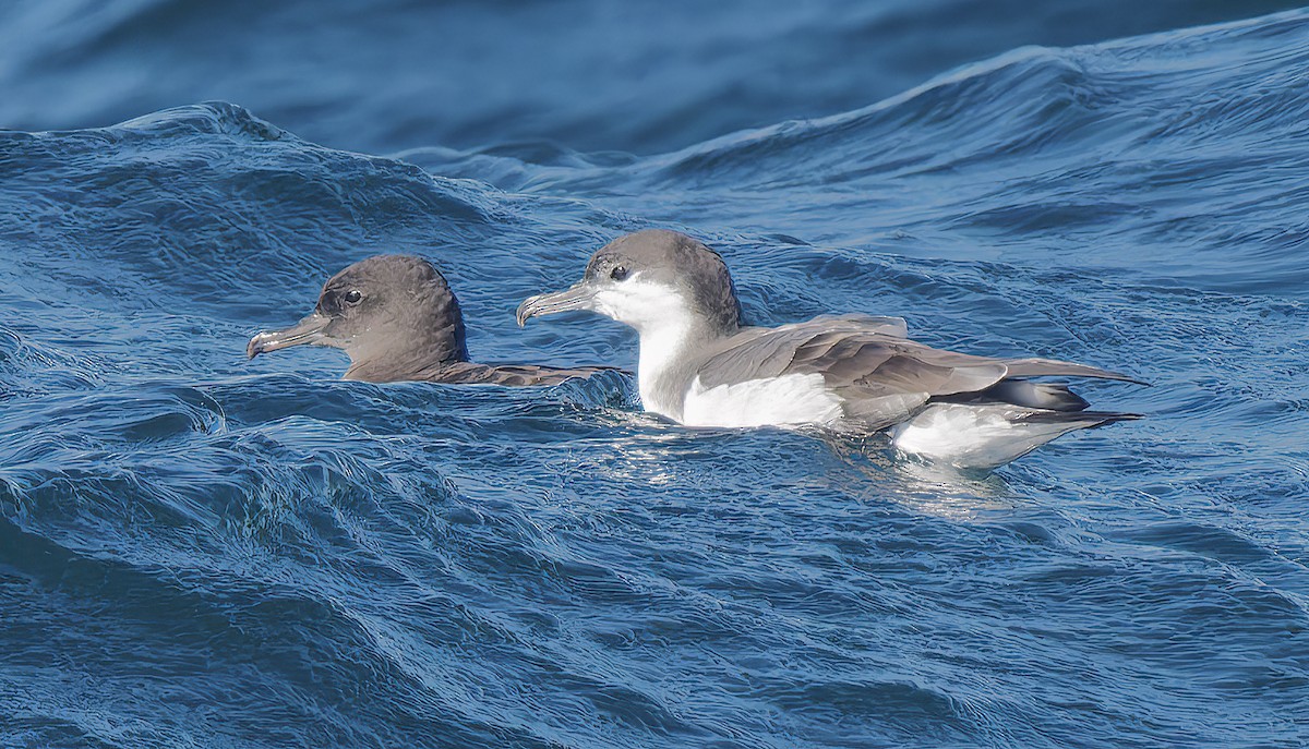 Buller's Shearwater - ML642025877