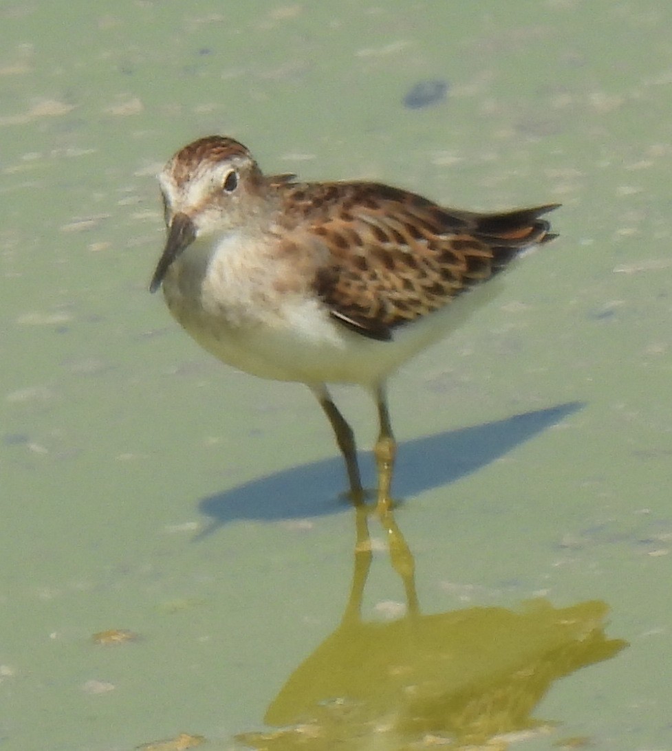 Least Sandpiper - ML642025878