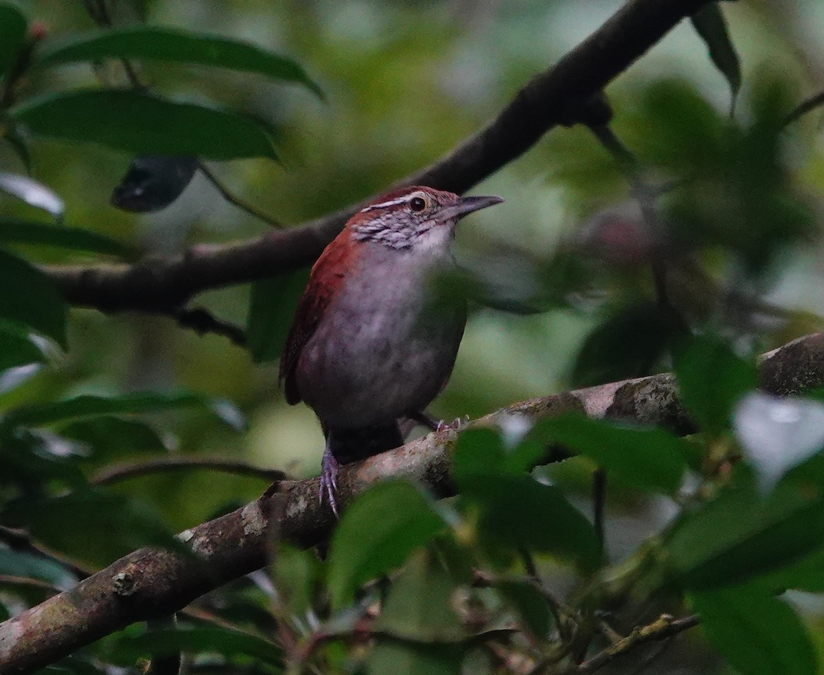 Rufous-and-white Wren - ML642025879