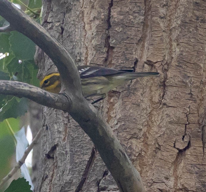 Townsend's Warbler - ML642025880
