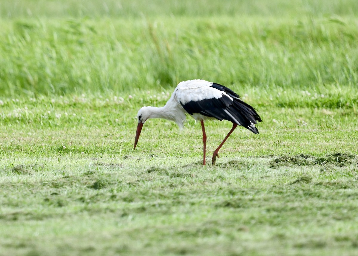 White Stork - ML642025881