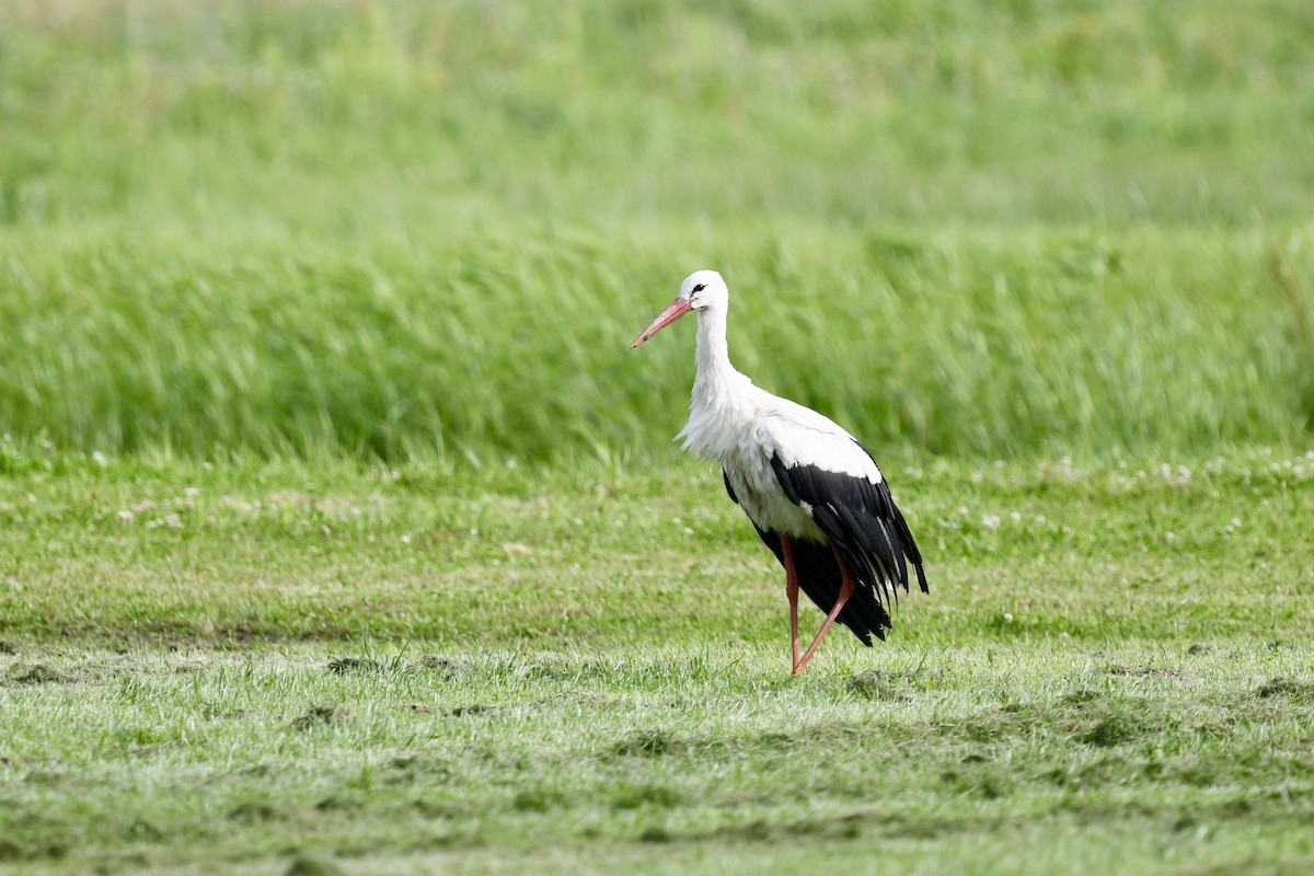 White Stork - ML642025884