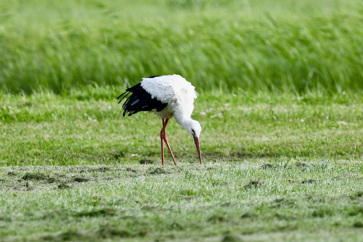 White Stork - ML642025886