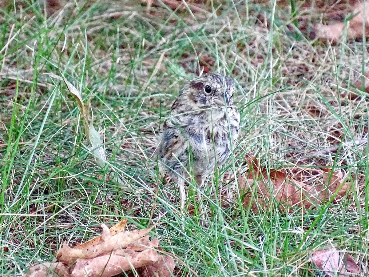 Song Sparrow - ML642025888
