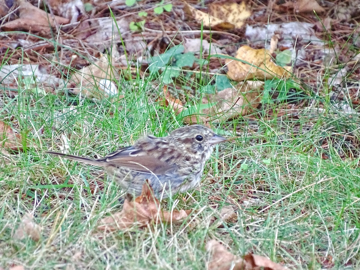 Song Sparrow - ML642025890