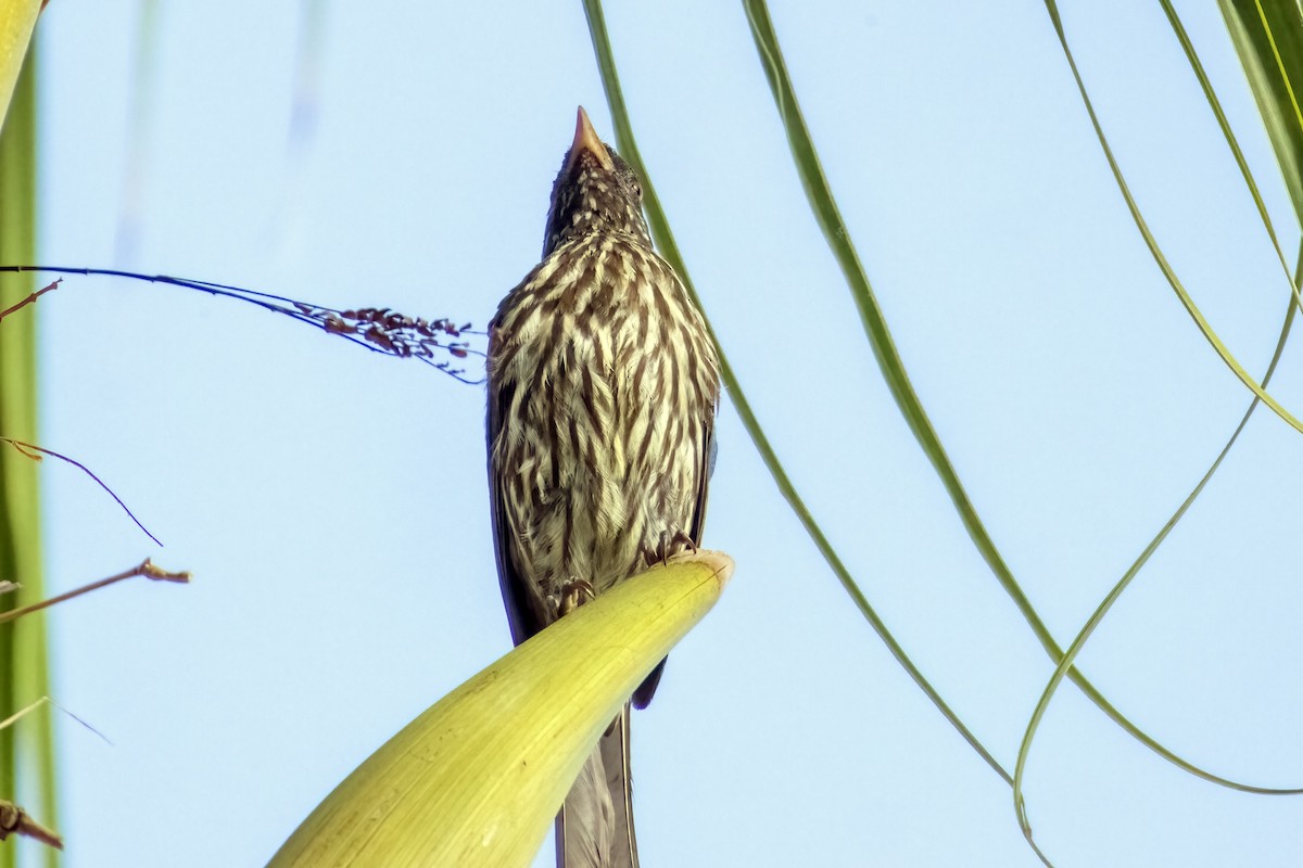Palmchat - ML642025892