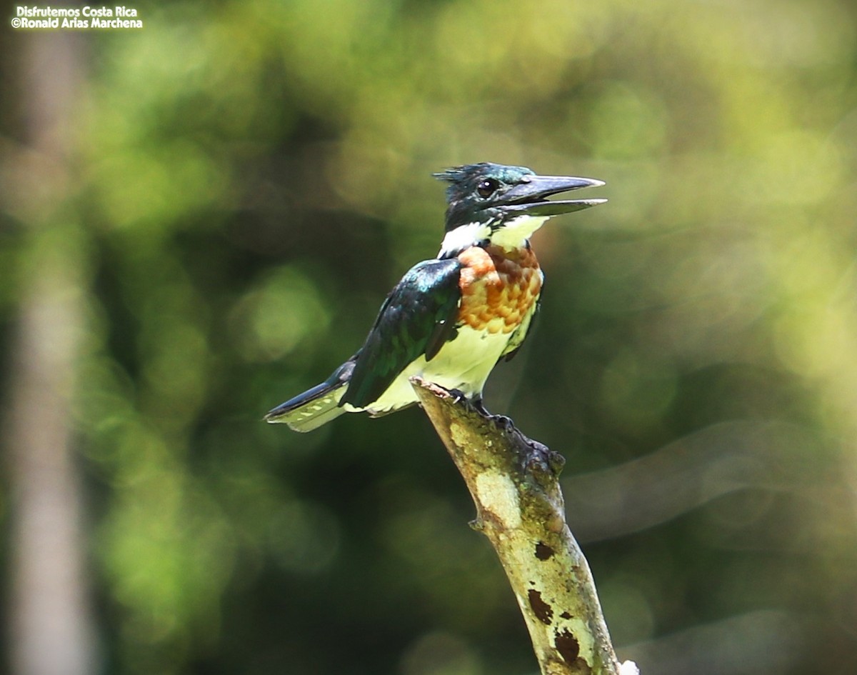Amazon Kingfisher - ML642025893
