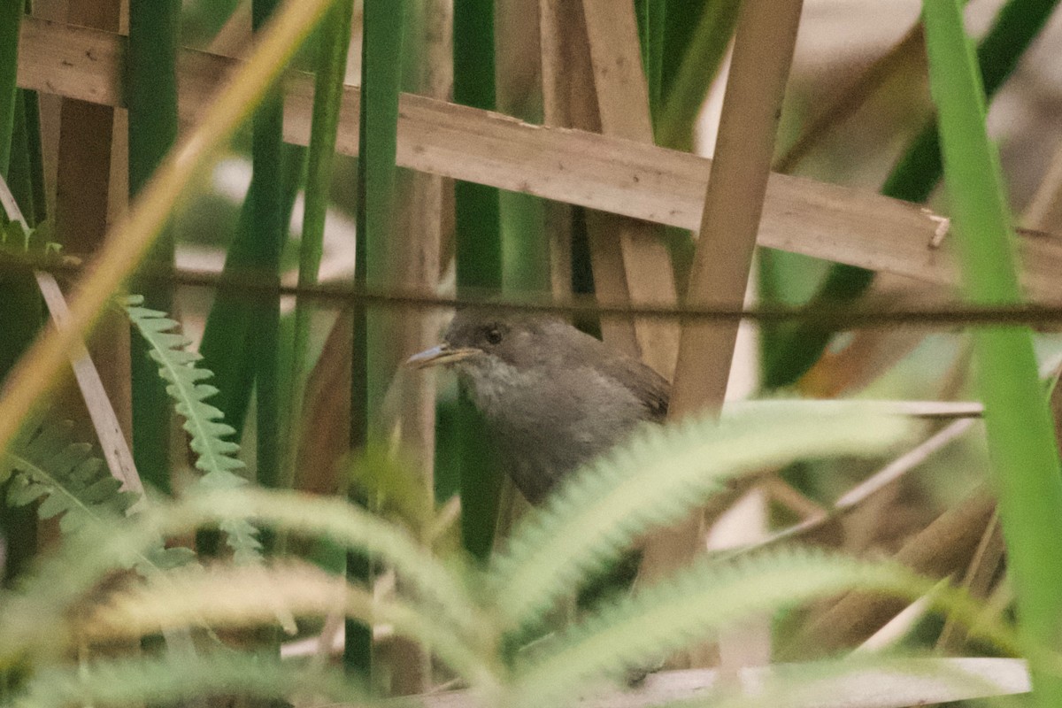 Greater Swamp Warbler - ML642025901